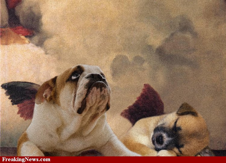 10 funny photoshop dogs tattoos facebook