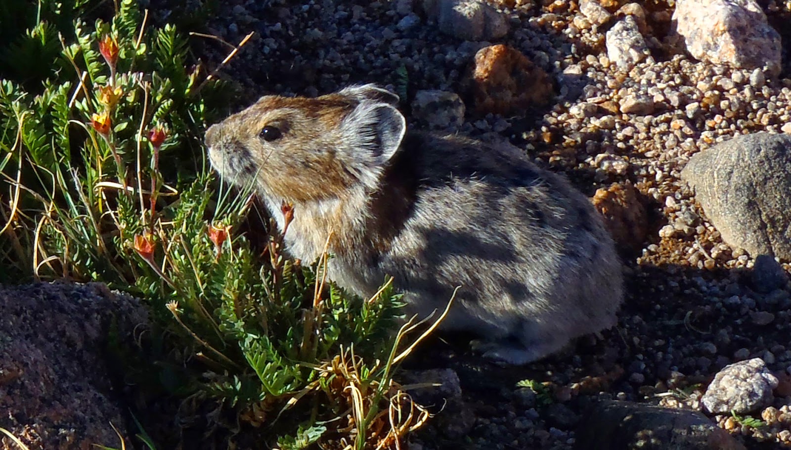 Pika, Rocky Mountain National Park, Colorado By Johnnie Chamberlin Small Mammal Colorado