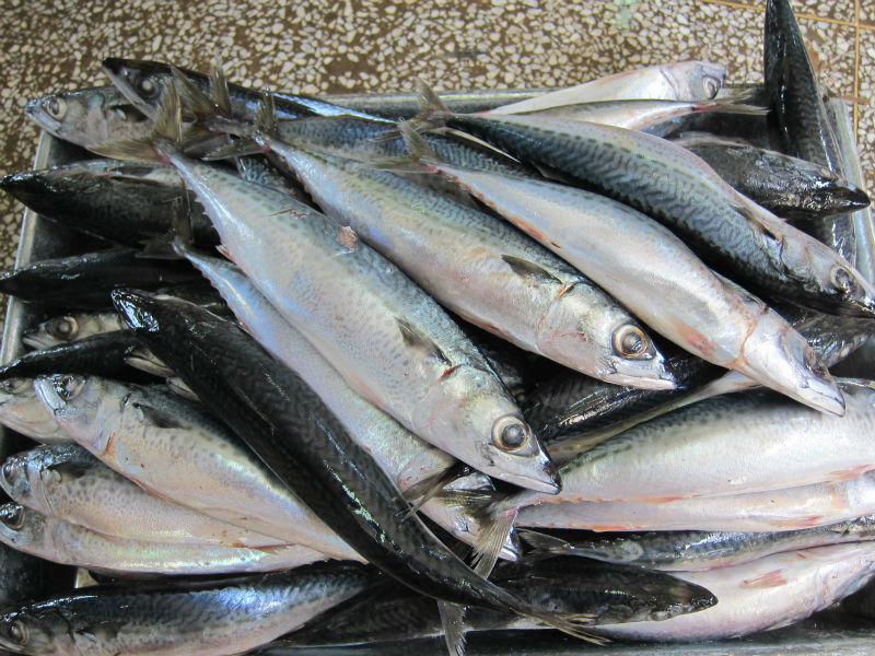 Supplier Ikan Laut Jual Segar Jakarta Gambar