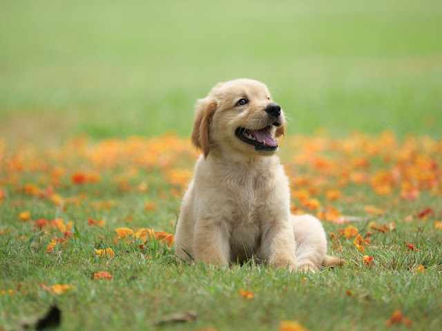 Researchers find CBD improves arthritis symptoms in dogs Researchers find CBD improves arthritis symptoms in dogs