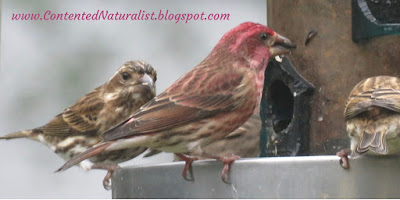 Three House Finches eating sunflower seeds from a bird feeder