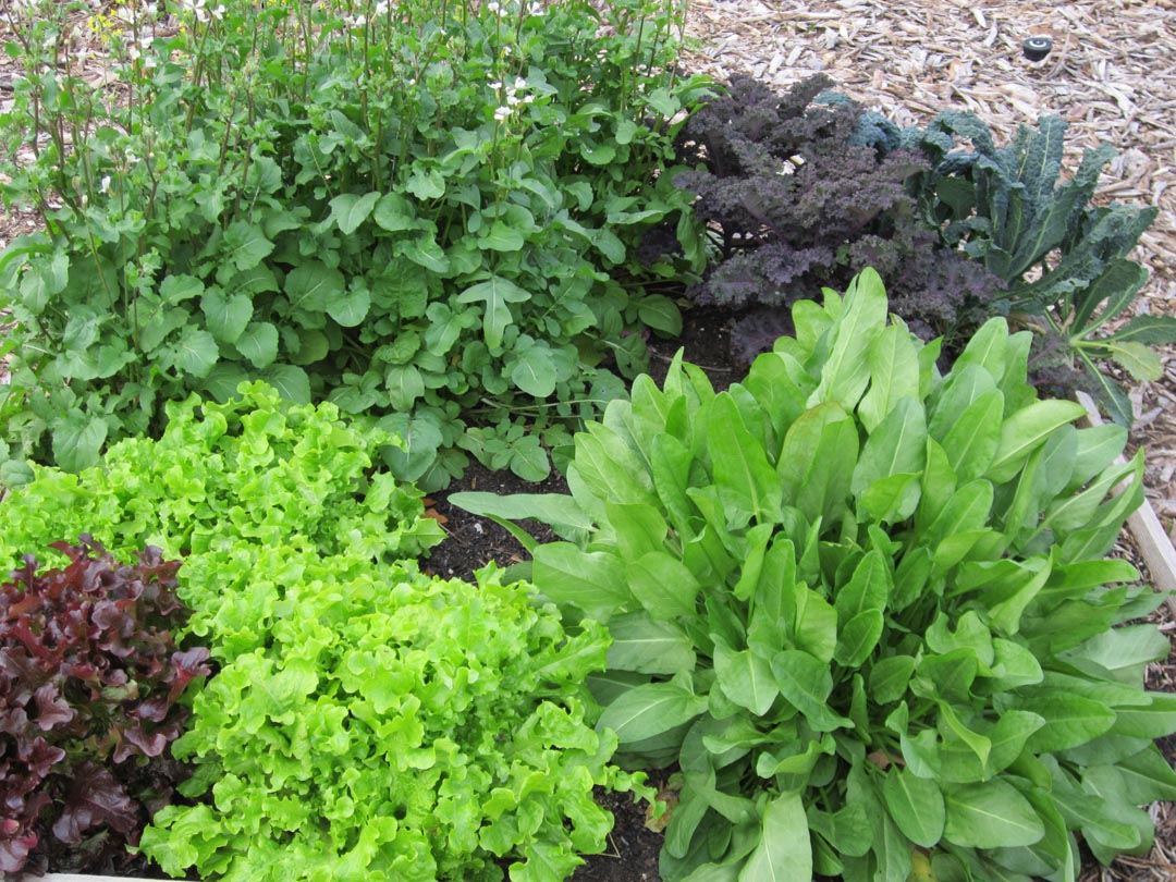 Garden Thymes Enjoying winter vegetable gardening