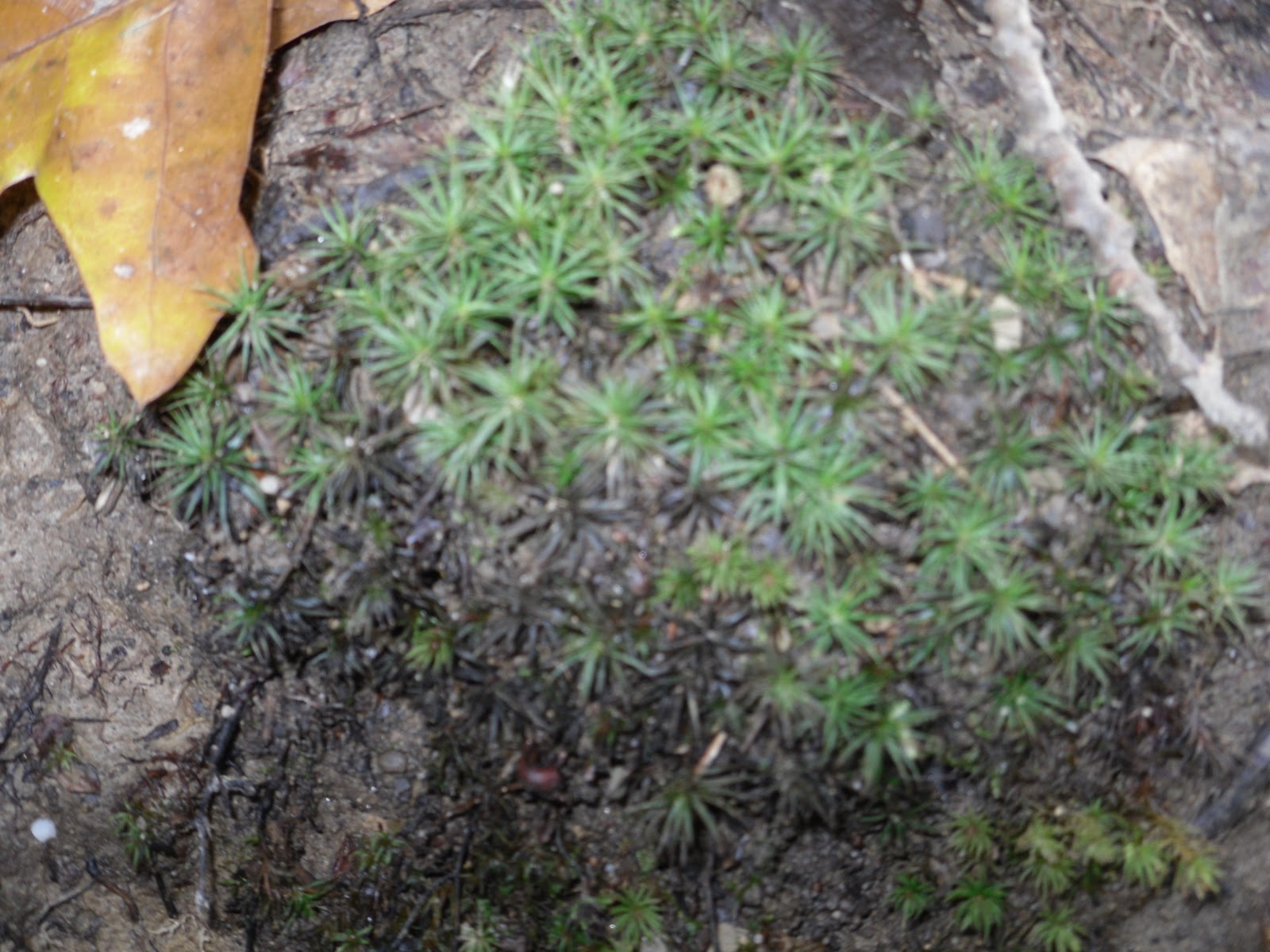 Kelcie's NonVascular Plant Blog Specimen 10 Hair Cap Moss