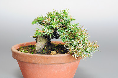 トショウN（としょう・杜松）松柏盆栽の販売と育て方・作り方｜Juniperus rigida bonsai shop