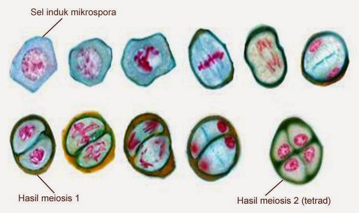 mikrosporogenesis