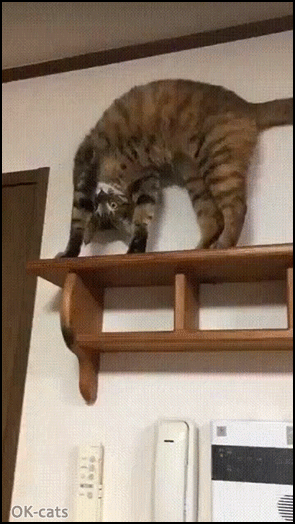Weird Cat GIF • Crazy Cat on shelf looking at his human with upside down head. "Whatcha doing Kitty, what do you expect?" Weird Cat GIF • Crazy Cat on shelf looking at his human with upside down head. "Whatcha doing Kitty, what do you expect?"