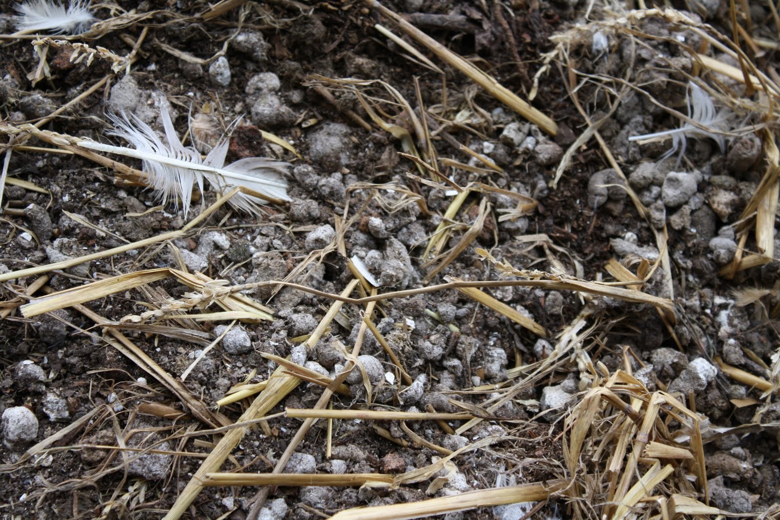 Chicken manure thesis picture