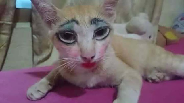 Gak Mau Kalah Dengan Majikan, Lihatlah Hasil Makeup Kucing `Cantik` Ini