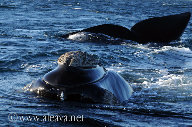 Whale in Puerto Piramides Peninsula Valdes