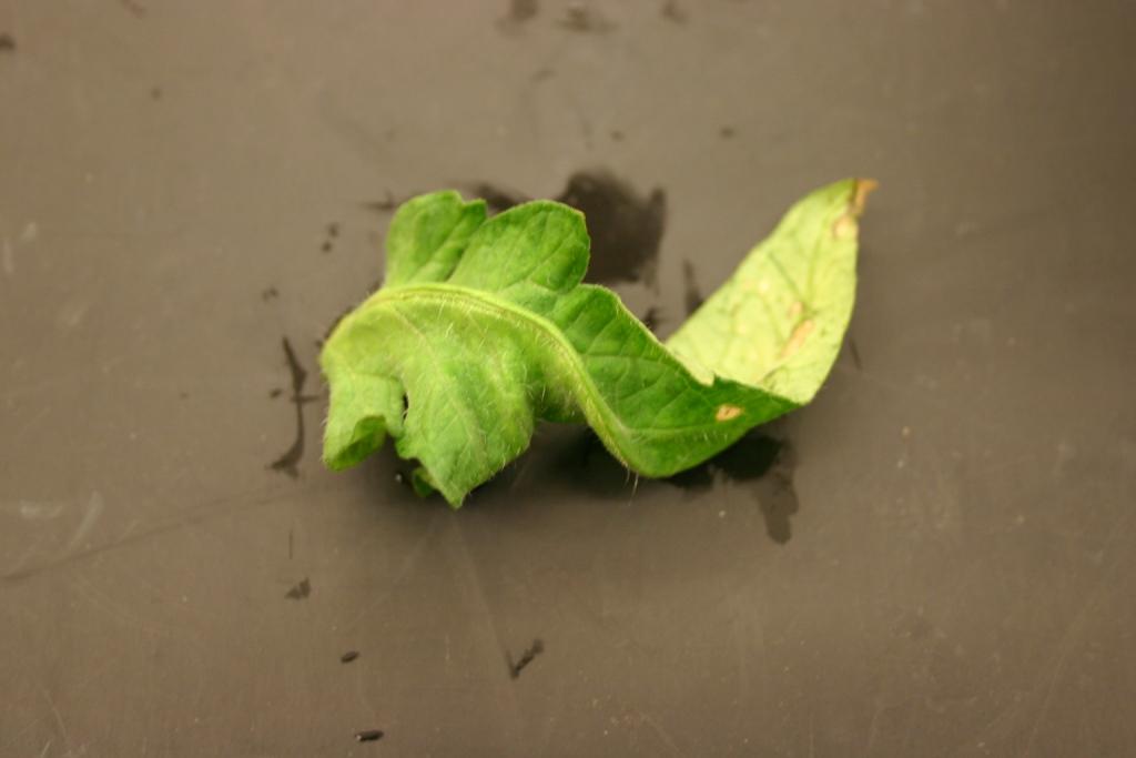 NCSU PDIC Is your heater hurting your tomato plants?
