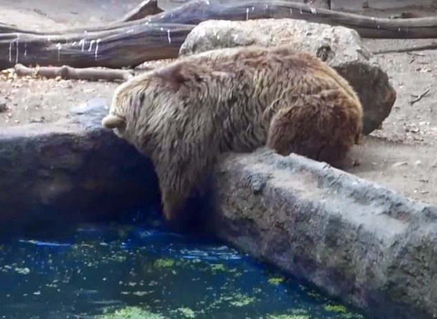 GRIZZLY BEAR SAVES DROWNING CROW