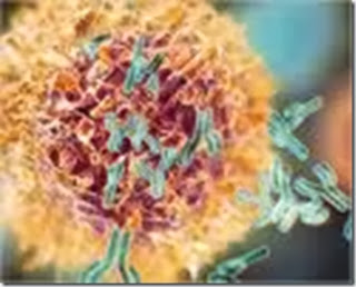 Pengertian, Fungsi dan Mekanisme Sistem Imun Tubuh Manusia