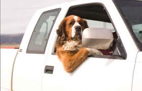 In viaggio con gli animali nei campeggi in Europa!! In viaggio con gli animali nei campeggi in Europa!!