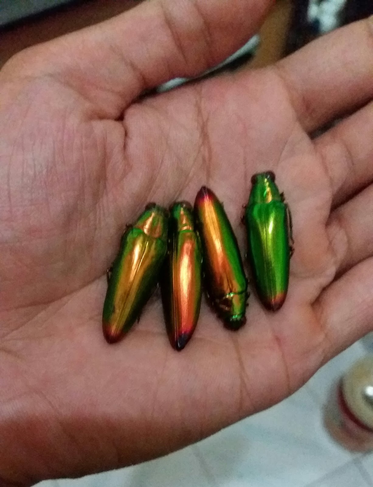 Cara Mengaktifkan Samber Lilin