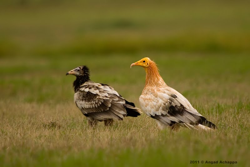 Wildlife photography Difference between Adult and Juvenile Egyptian