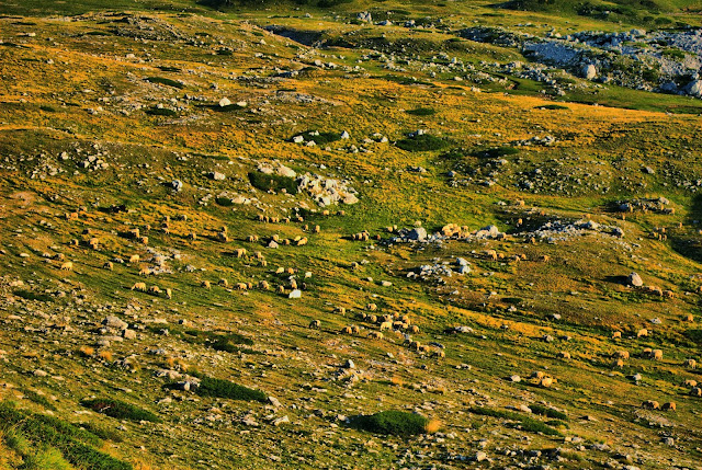 Could you find a sheep? Durmitor. Montenegro