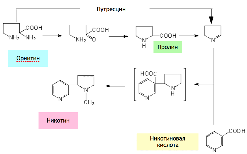Никотин биохимия. Синтез никотиновой кислоты из никотина. Никотин химические свойства реакции. Метаболизм никотина схема. Синтез никотина из триптофана.