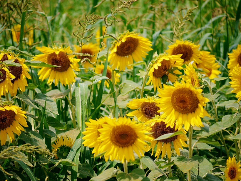 Stardust Talk Ah Sunflower