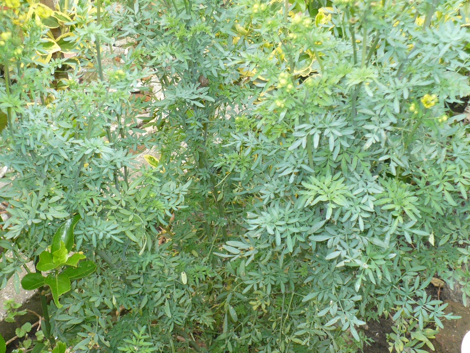 Plantas Medicinales & Eterna Juventud: RUDA beneficios medicinales