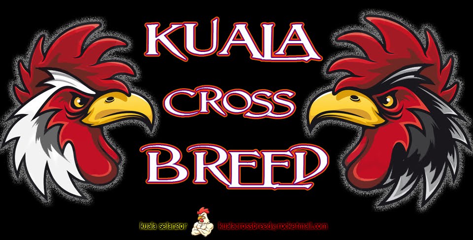 Kuala Cross Breed