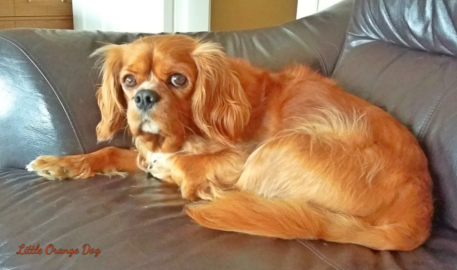 Little Orange Dog It�s Mine!
