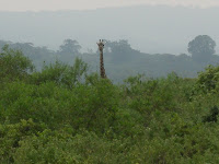 giraffe in Arusha Park Tanzania