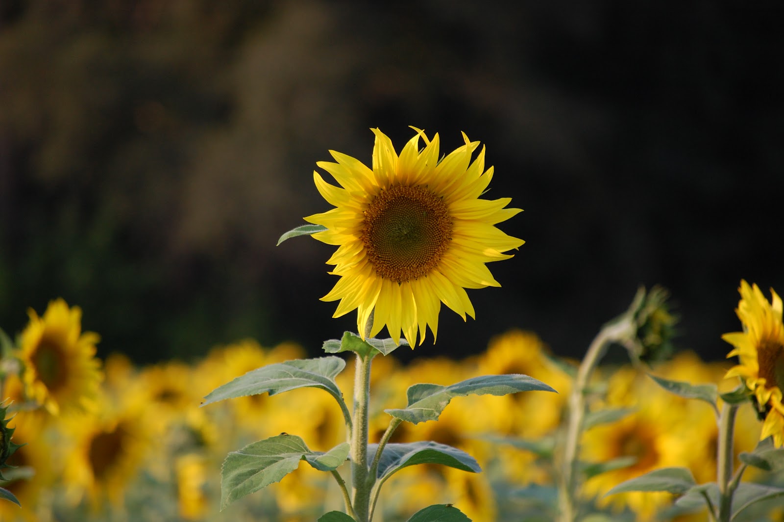 Mundane but Real Sunflowers 