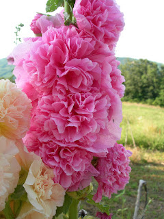 ORTICA ROSE ORTO SAVIGNO VALSAMOGGIA BOLOGNA