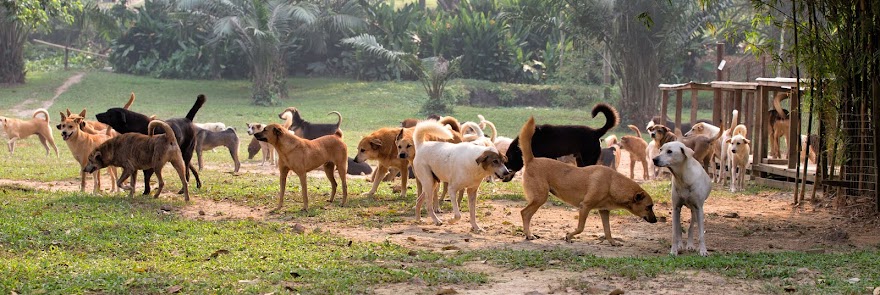 Noah's Residents