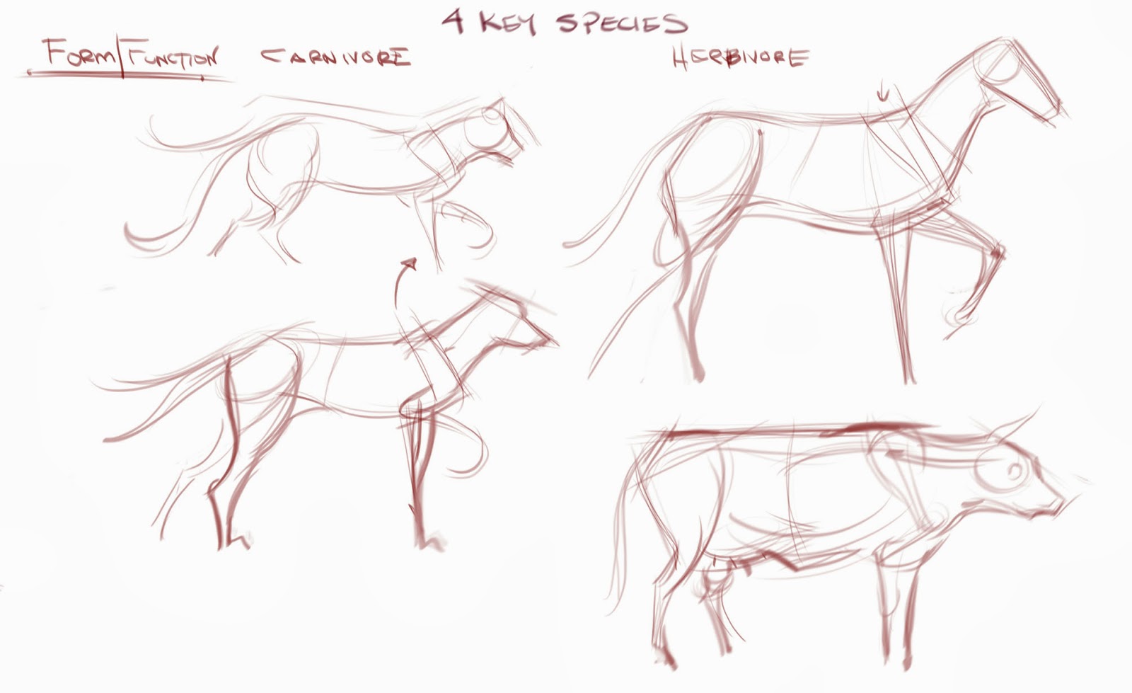 Comparative Anatomy Example