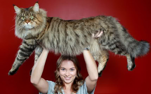 Maine Coon Cat c