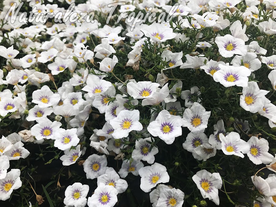 Cultivar del género Nierembergia llamado ´Luna` desarrollado por el Instituto Nacional de Tecnología Agropecuaria (INTA) de Argentina