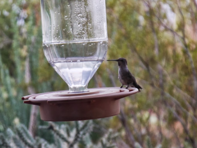 Casa Arreboles Tucson Saguaro Arizona Colibri Hummingbird