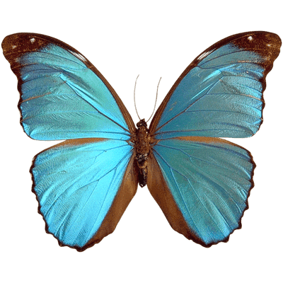 Resultado de imagen de mariposa gifs