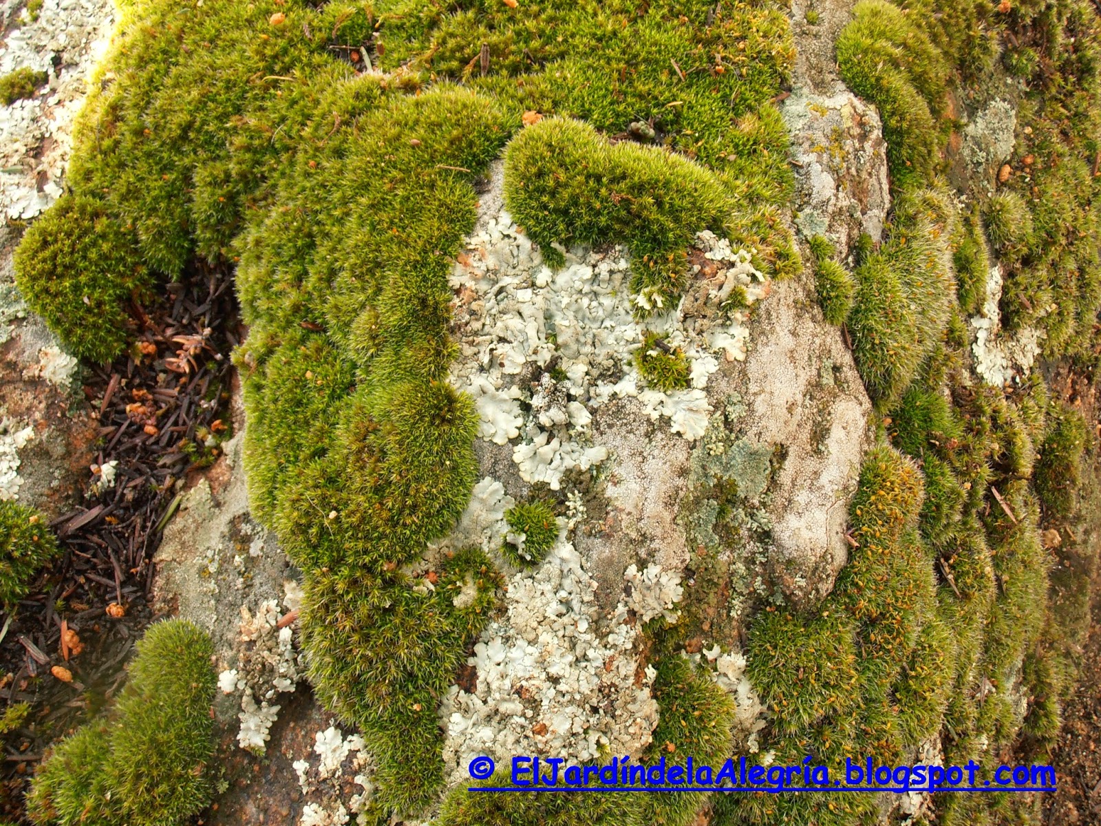 El jardín de la alegría : Musgo y líquenes en los troncos de los