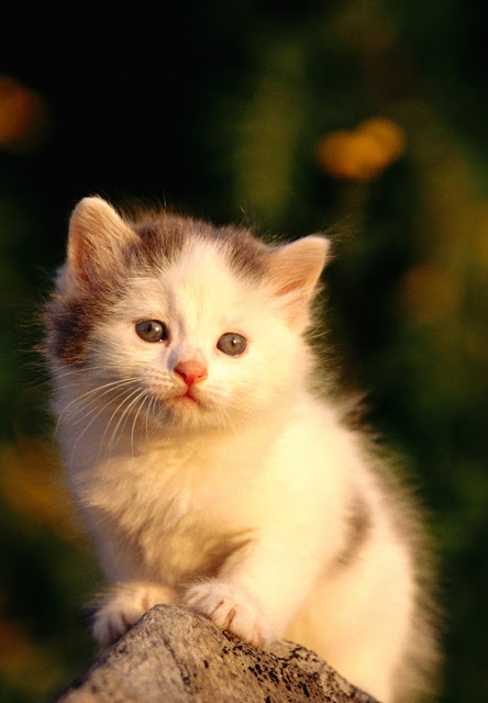  lovely cute kitten 