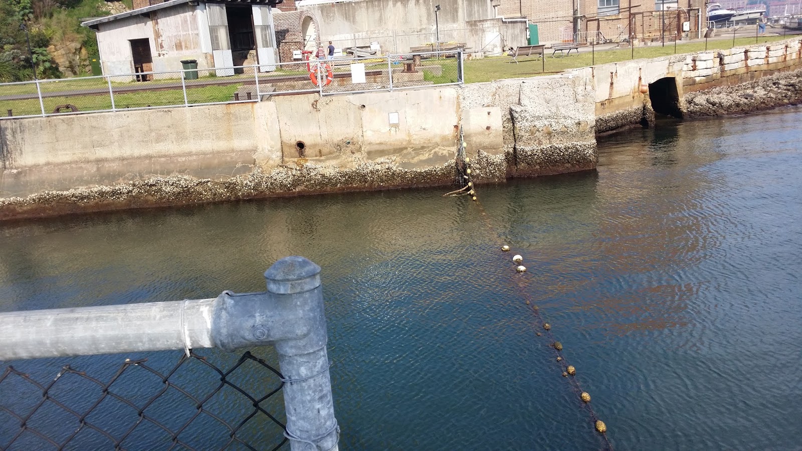Lazy Swimmer Cockatoo Island Swimming Enclosure