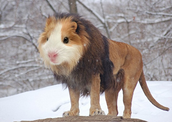 Photoshopped Animals