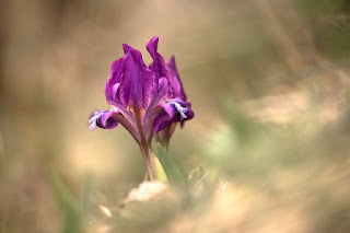 apró nőszirom (Iris pumila) 