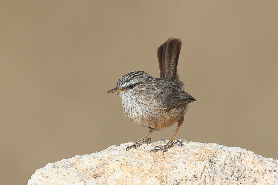 Birds of Saudi Arabia Streaked Scrub Warbler Thanoumah