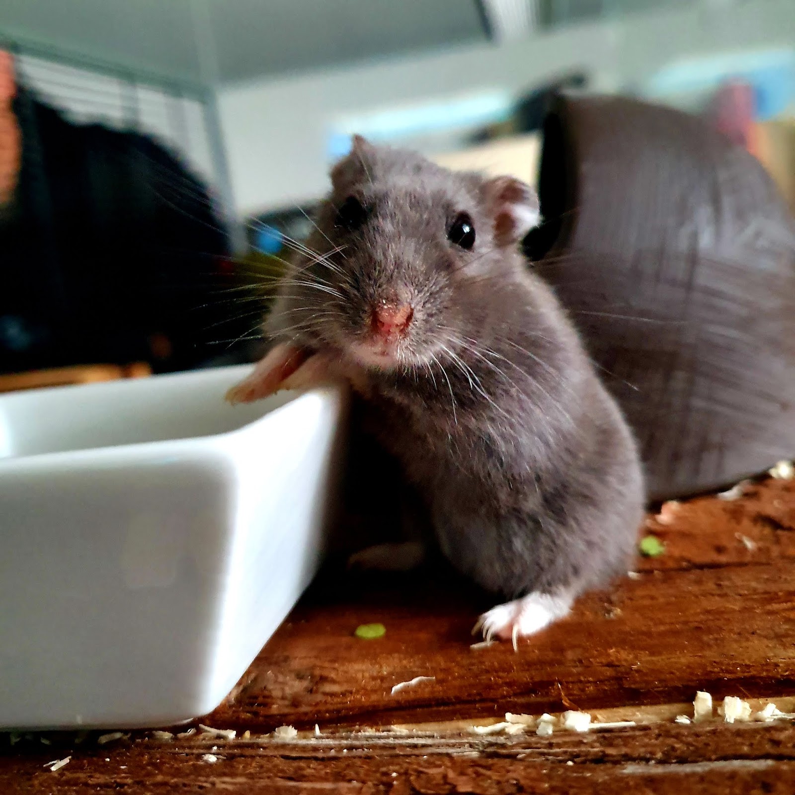 Wonderful.Moments: Campbell Hamster