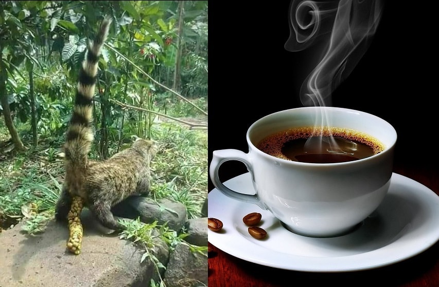 The world's most expensive coffee is made from animal poop! ~ DNB Stories