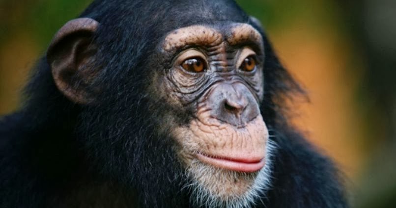 Nonhuman Primate S Natural Setting Nonhuman Primate S Natural Setting