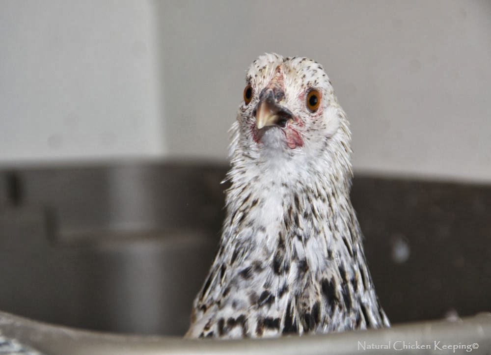 Natural Chicken Keeping Help I Broke My Chicken! What to do for a