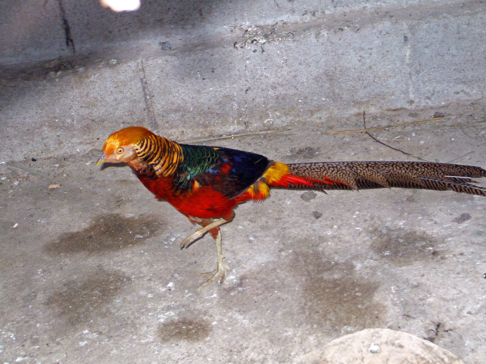 Aves do Fábio: Faisões Dourados
