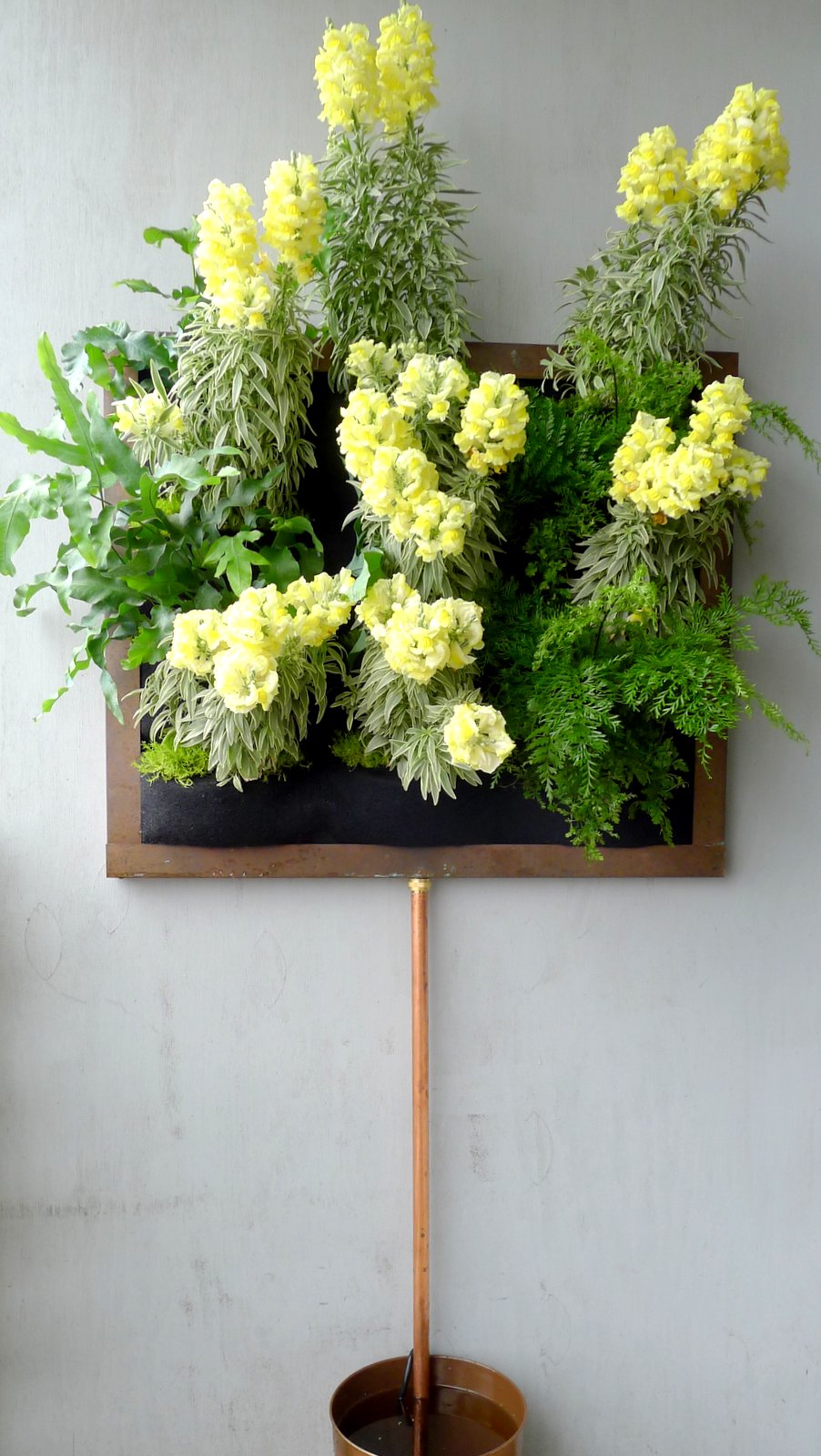 Plants On Walls