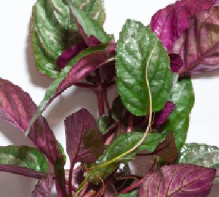 Hemis Colorata Enigmas dos Aquários: Plantas *:* Algas - Cuidar *:*Evitar