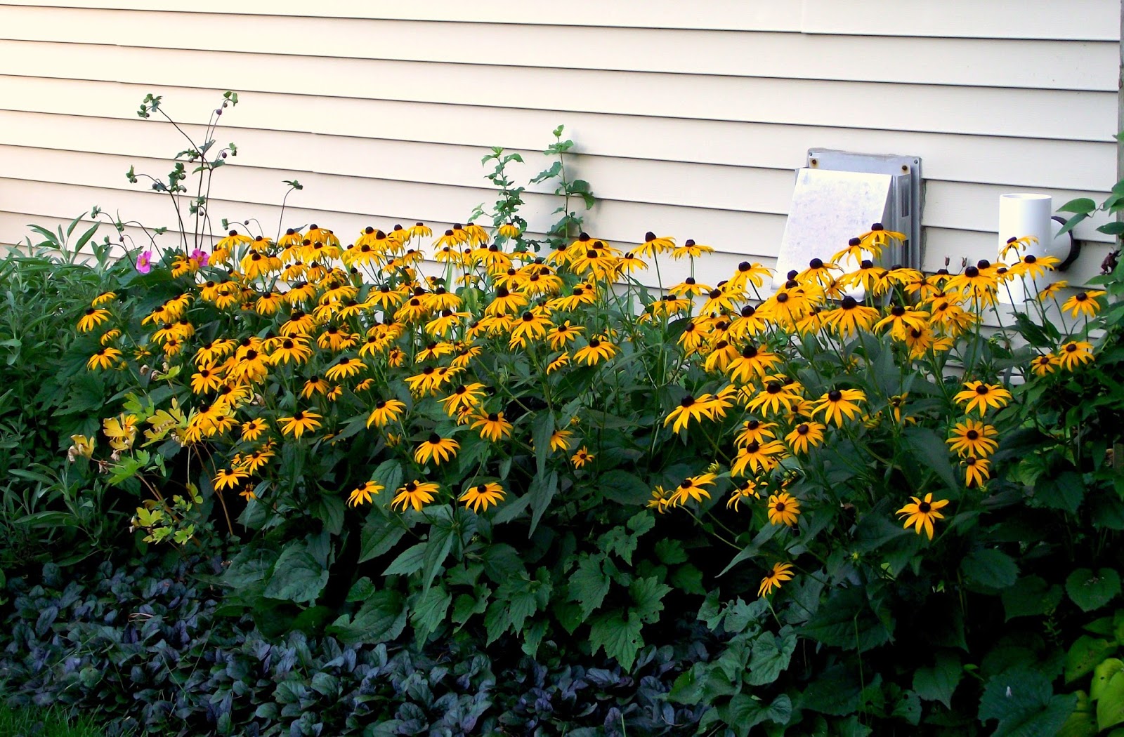 Never Enough Time Flowers on the West Side of the House