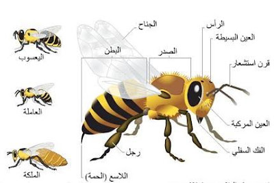 عندما ترقص النحلة فأنها تتحدث اكثر من 9 رسائل تصدرها النحل بالرقص عندما ترقص النحلة فأنها تتحدث اكثر من 9 رسائل تصدرها النحل بالرقص