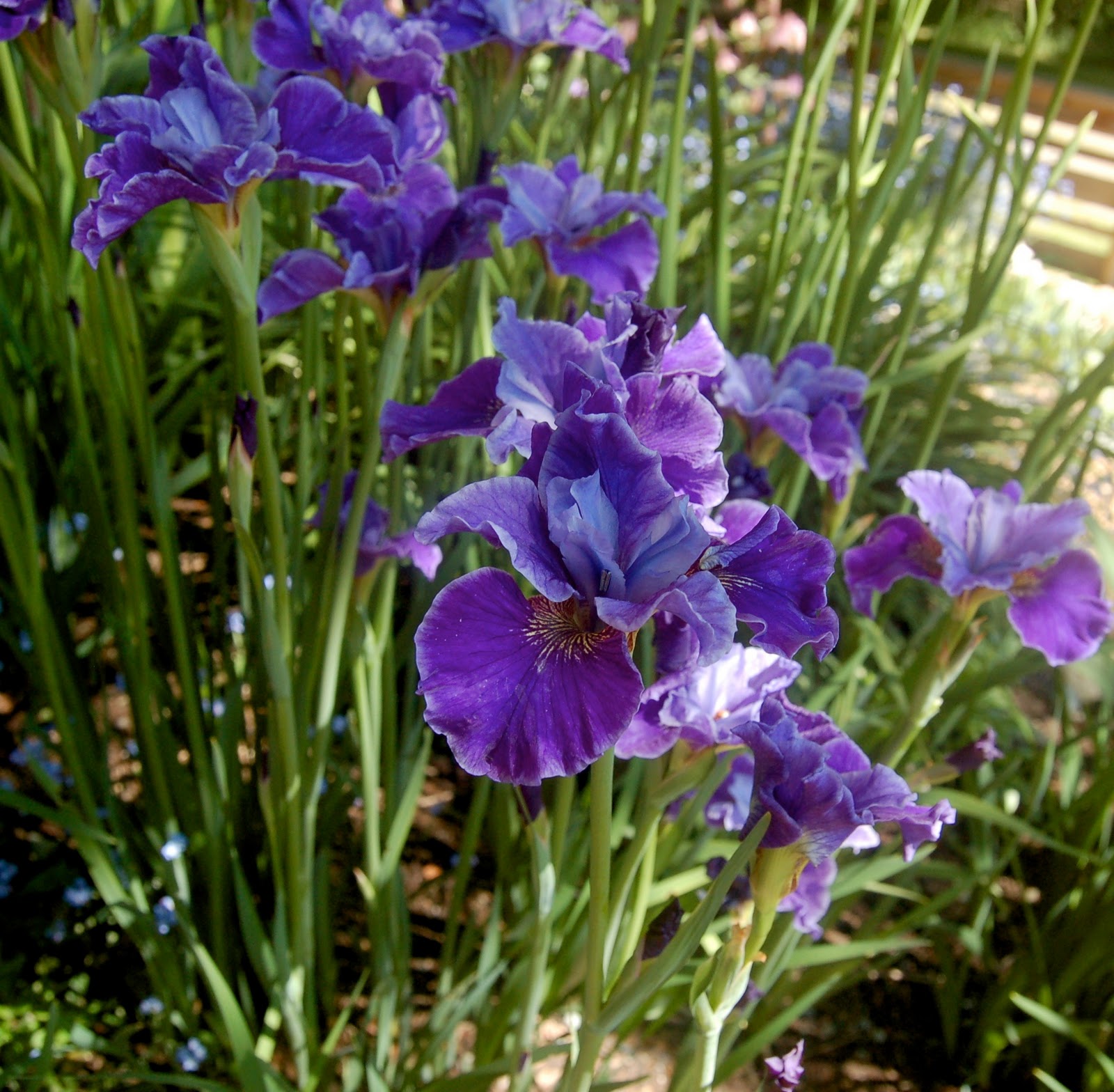 siberian iris siberian iris